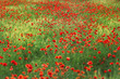 Poppy in Field