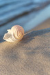 Strandgut, Sommerabend am Meer, Tonna Allium , Meeresschnecke