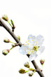 Photo: Blüte mit Knospen (Kirschpflaume) Blüte mit Knospen (Kirschpflaume)