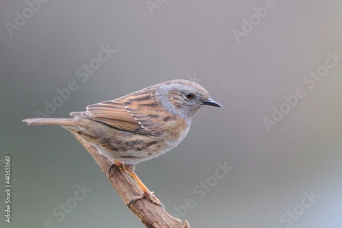 Photo: Dunnock (Prunella modularis) Dunnock (Prunella modularis)