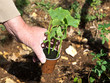planting pumpkin planting pumpkin
