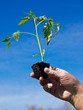planting tomato planting tomato