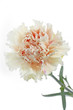 Cremefarbene Nelke (Dianthus) auf weißem Hintergrund