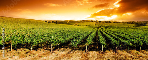 Foto: Sunset Vineyard Panorama Sunset Vineyard Panorama