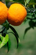orange tree orange tree