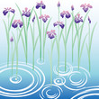 花菖蒲