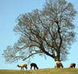 alpacas