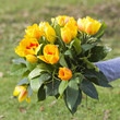 tulips - a gift for the mother