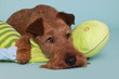 Irish Terrier