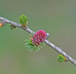 Larch Flower