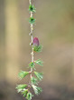 Larch tree branch and flower