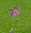 Pasque Flower