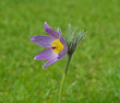 Pasque Flower in meadow