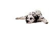 Dalmatian.