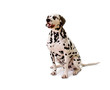 Dalmatian.