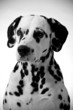 Dalmatian portrait.
