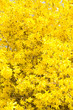 Forsytien