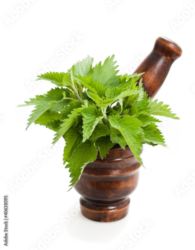 Photo: Wild nettle Wild nettle