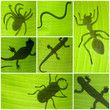 insectes sur feuille de bananier
