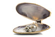 Beautiful pearls in a seashell