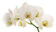 Photo: white orchid white orchid