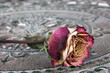 Einzelne Rose auf Eisentisch