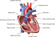 Human Heart Vector
