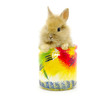 Detalii fotografie rabbit
