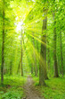 Detalii fotografie Sun beam in forest