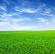 Field