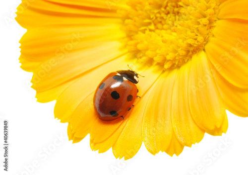 Photo: ladybug ladybug