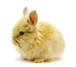 Detalii fotografie Small brown rabbit