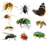 Set of insects