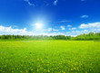 field of spring flowers and perfect sky