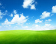 field of grass and perfect sky