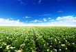 potatos field