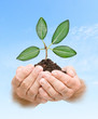 sapling in hands sapling in hands