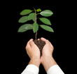 sapling in hands sapling in hands