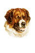 Illustration: dog illustration in white background dog illustration in white background