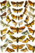 Illustration: butterfly collection in white background butterfly collection in white background