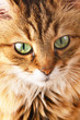 Cute cat