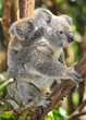 Australian Koala Bear with her baby, Sydney, Australia grey bear Australian Koala Bear with her baby, Sydney, Australia grey bear