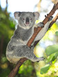 Australian Koala Bear with her baby, Sydney, Australia grey bear Australian Koala Bear with her baby, Sydney, Australia grey bear