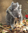 Australian Koala Bear with her baby, Sydney, Australia grey bear Australian Koala Bear with her baby, Sydney, Australia grey bear