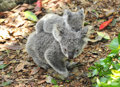 Photo: Australian Koala Bear with her baby, Sydney, Australia grey bear Australian Koala Bear with her baby, Sydney, Australia grey bear
