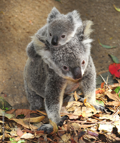 Photo: Australian Koala Bear with her baby, Sydney, Australia grey bear Australian Koala Bear with her baby, Sydney, Australia grey bear