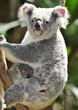 Australian Koala Bear in eucalyptus tree , Sydney, Australia Australian Koala Bear in eucalyptus tree , Sydney, Australia