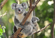 Australian Koala Bear with her baby, Sydney, Australia grey bear