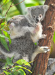 Australian Koala Bear with her baby, Sydney, Australia grey bear Australian Koala Bear with her baby, Sydney, Australia grey bear