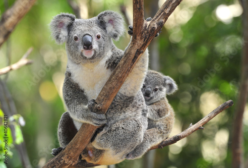 Photo: Australian Koala Bear with her baby, Sydney, Australia grey bear Australian Koala Bear with her baby, Sydney, Australia grey bear